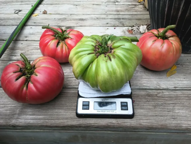 Bulk 200 Behemoth Giant Tomato Largest Fruit Heavy Yielding Plants Garden USA Se - $5.98