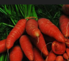 LITTLE FINGERS CARROT  1500 Seeds - £8.00 GBP