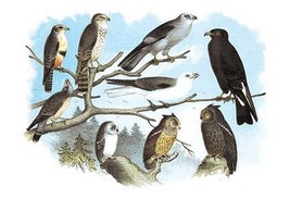 Femerol & Richardson's Falcons, Isabella Hawk, Acadian Owl by Theodore Jasper -  - $21.99+