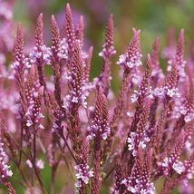 50 Seeds Verbena Pink Spires Flower Reseeding Annual - £13.30 GBP