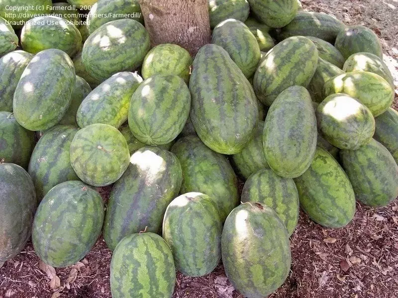 BStore 24 Seeds Congo Watermelon Large Non Gmo Heirloom Organic - £7.12 GBP