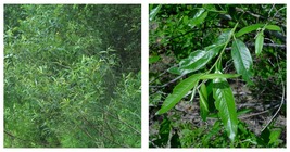 12&quot; | Lot of 5 | Silky Willow Cuttings | Salix sericea | Cut FRESH - £33.54 GBP