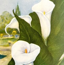 Calla Lily Lithograph 1920 Flower Print Myron Van Brunt Floral Garden Art DWDD16 - £39.30 GBP