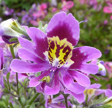 FREE SHIPPING Schizanthus Wisetonensis  Angel Wings 100 Seeds - £11.98 GBP