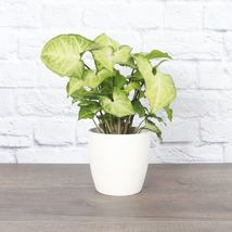 1 Pcs Assorted Butterfly Syngonium Plant - White Classic Pot - 4" Live Plant - $50.58