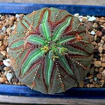 100 Pieces Euphorbia Obesa Basketball Sea Urchin Living Baseball Ball Su... - $7.11