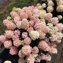 Fire Light Tidbit Hydrangea paniculata - Panicle Hydrangea - 4&quot; Pot Size... - $25.00