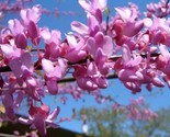 Eastern Red Bud Tree 50 Authentic Seeds, Beautiful Color - $6.75