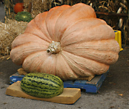 USA Non GMO Pumpkin Dills Dill&#39;S Atlantic Giant 15 Seeds - £6.99 GBP