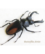 Hexarthrius Parryi Paradoxus Giant Stag Beetle Real Framed Entomology Sh... - $1,632.62 MXN