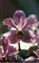 Vanda Orchids at McKee Jungle Gardens Vero Beach Florida Postcard - £4.70 GBP