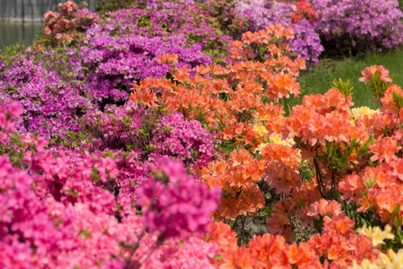 25 Seeds Mixed Colors Azalea Rhododendron Spp Red Purple Flower Shade Bush Shrub - £8.66 GBP