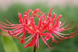 2 Seeds Heirloom Red American Water Lily &#39;the Madonna&#39; Flower - $154.58 MXN