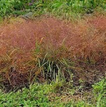 100 Ruby Silk Lovegrass Ornamental Love Grass Eragrostis Tef Seeds New F... - $285.31 MXN