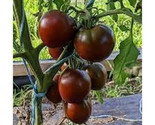 KKG 100 Black Prince Tomato Seeds Seeds Organic Easy Grow - $11.18