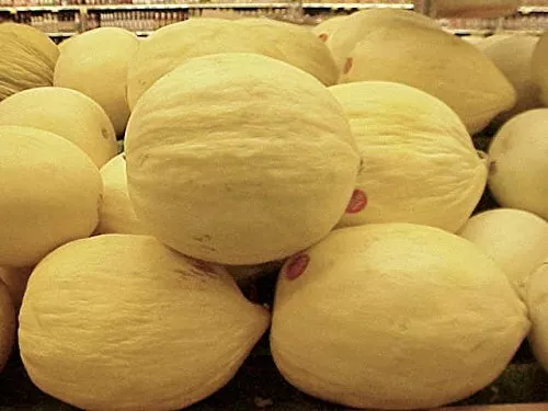 Cantaloupe Melon Crenshaw Great Heirloom Vegetable 50 Seeds Garden Fresh USA Shi - $12.89