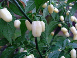 White Hot Habanero Pepper Seeds 25+ Capsicum Chinense   From US - $7.06