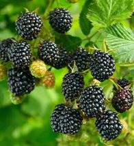 Blackberry - &#39;Big Daddy&#39; thornless - Rubus fruticosa - live plant - £30.66 GBP