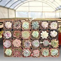 30 Packs Succulents 2&#39;&#39; Live Assorted Rosette Echeveria Plants For Wall decor - £99.63 GBP