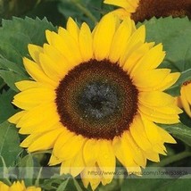 15 Sunny Smile Sunflower Gardening USA Seller - $6.22