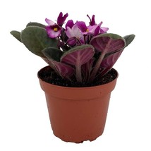 Novelty African Violet 4 inch Pot Best Blooming Plant - £23.15 GBP