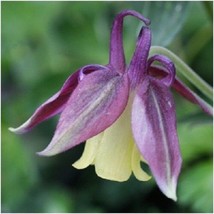 FG 30 + Cassis Glace Columbine Aquilegia Semences Florales/Pérenne - £12.37 GBP