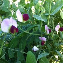 100 Seeds Austrian Winter Peas - £7.07 GBP