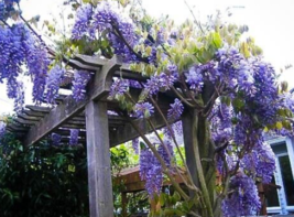 5 Pc Seeds Blue Moon Wisteria Flower, Vine Climbing Seeds for Planting | RK - £14.86 GBP