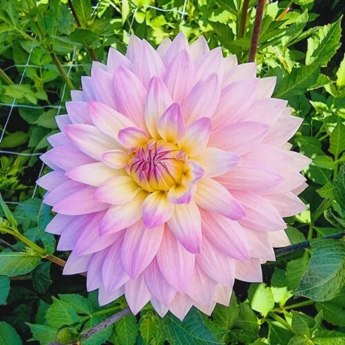 1 - Decorative Dahlia MISS DELILAH Flower Bulb Tuber Clump UNIQUE BLOOMS... - $44.91 CAD