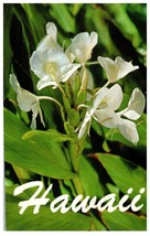 White Ginger used as a perfume base and for leis Hawaii Postcard Posted ... - £4.06 GBP