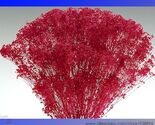 Red Creeping Babys Breath Flower Seeds 50 Seeds - $8.99