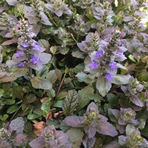 US Seller 25 Ajuga Flower Seeds Fast Shipping - $12.86