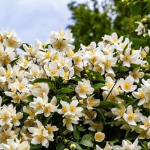 USA SELLER New 40 Western Mock Orange Philadelphus Lewisii Native White ... - £11.38 GBP