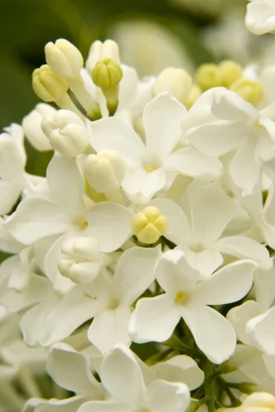 New Fresh 25 Angel White Lilac Seeds Tree Fragrant Hardy Flower - $13.58