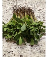  10 WHITE MANGROVE PLANTS  - $25.74