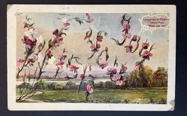 Language of Flowers Sweet Pea &quot;Wish You Joy.&quot; Antique PC Posted 1905 - £3.99 GBP