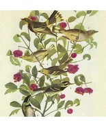 Western Warblers Bird 1946 Color Plate Print John James Audubon Nature D... - $552.13 MXN