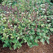 Fresh Garden Basil Cinnamon  6000 Seeds Great Garden Herb Heirloom - £12.53 GBP