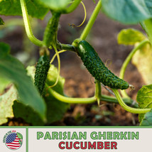 20 Parisian Gherkin Cucumber Seeds Genuine Usa USA Seller Garden Fresh - £6.85 GBP