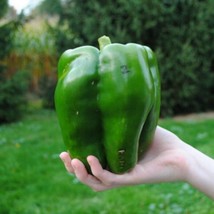 ArfanJaya 60 Emerald Giant Bell Pepper Seeds Sweet Heirloom Organic - £8.71 GBP