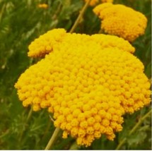 300 Seeds Golden Yarrow NON-GMO Heirloom Fresh Garden - £6.27 GBP