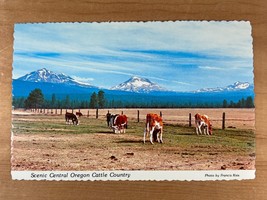 Vintage Postcard, Sisters, Oregon - Central Oregon, Cows Grazing and Far... - £3.74 GBP