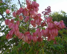 Koelreuteria Bipinnata (Chinese Flametree) 20 seeds - £1.79 GBP