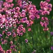 Catchfly Seeds Gardening Fresh Usa Shipping - £6.28 GBP