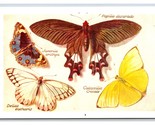 Butterflies Genus Species Scientific Foundimage.com Chrome Postcard UNP P17 - $2.92