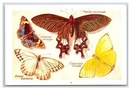 Butterflies Genus Species Scientific Foundimage.com Chrome Postcard UNP P17 - £2.33 GBP