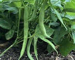 Tendergreen Improved Bush Green Bean Seeds, Stringless, NON-GMO, FREE SH... - $1.67+