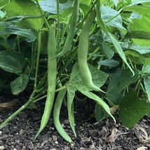 Tendergreen Improved Bush Green Bean Seeds, Stringless, NON-GMO, FREE SH... - $1.67+