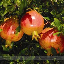 Sochi Dwarf Light Red Yellow Sweet Pomegranate Shrub Fruit Seeds Pack 20 Seeds C - $11.74