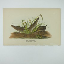 Bird Lithograph Print Sora Common Rail after John James Audubon Antique 1890 - £16.03 GBP
